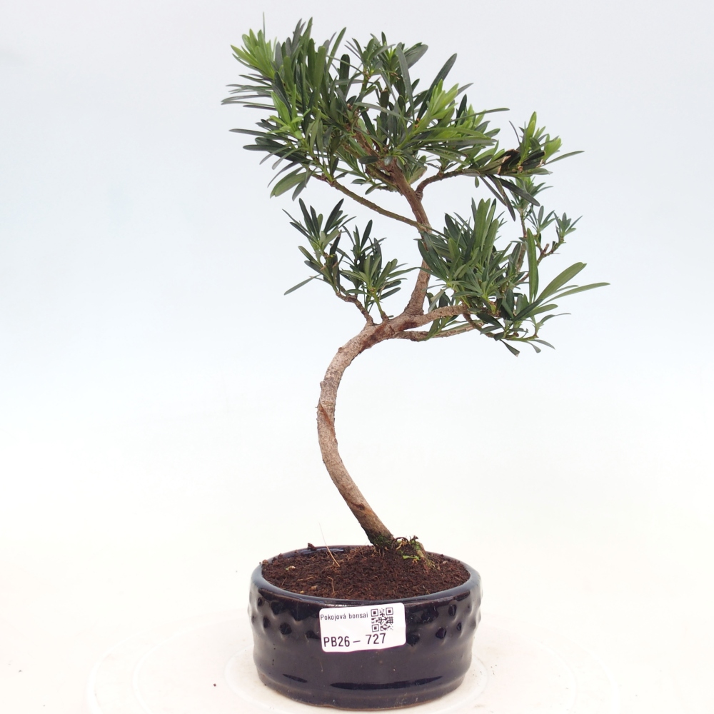 Izbová bonsai - Podocarpus - Kamenný tis