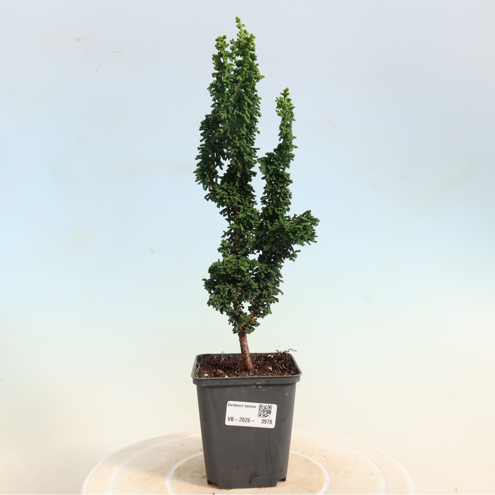 Vonkajší bonsaj - Cham. obtusa SEKKA HINOKI - Cypruštek