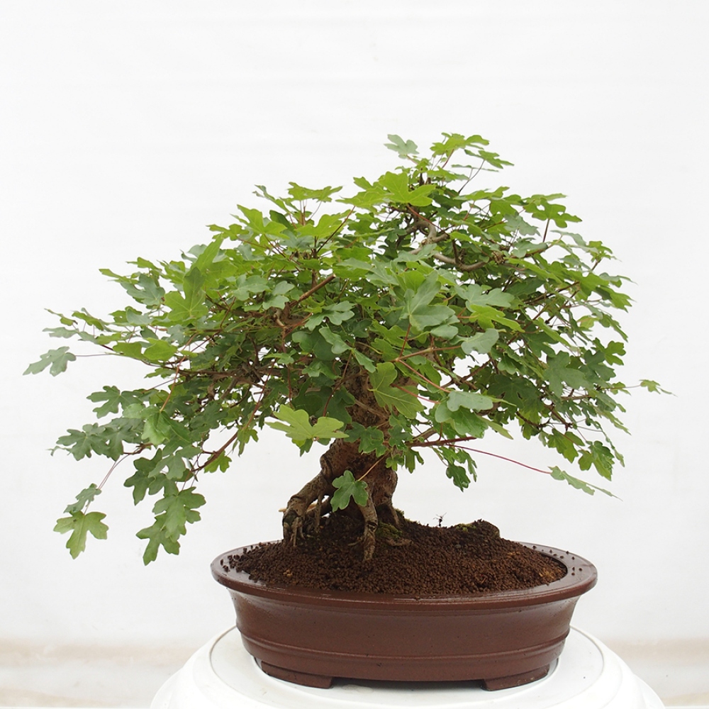 Vonkajší bonsai - Acer Campestre - Javor polný