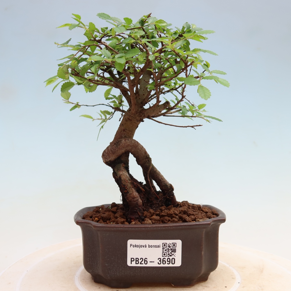 Izbový bonsaj - Ulmus parvifolia - brest malolistý