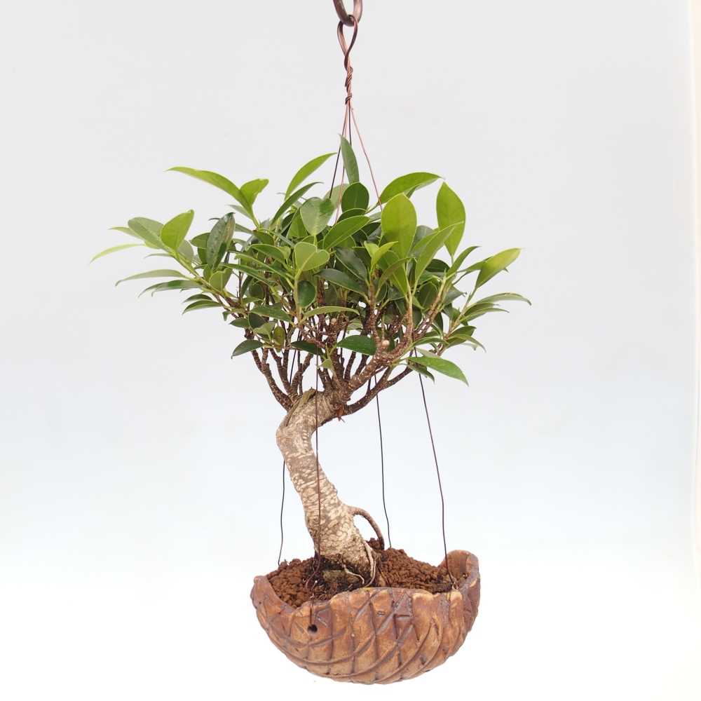 Kokedama v keramike - malolistý ficus - Ficus kimmen