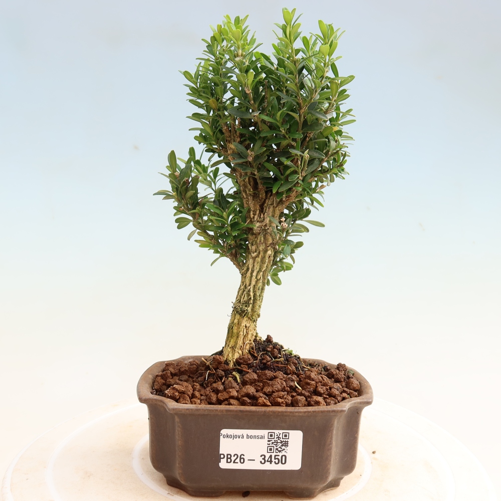 Izbové bonsaje - Buxus harlandii - korkový buxus