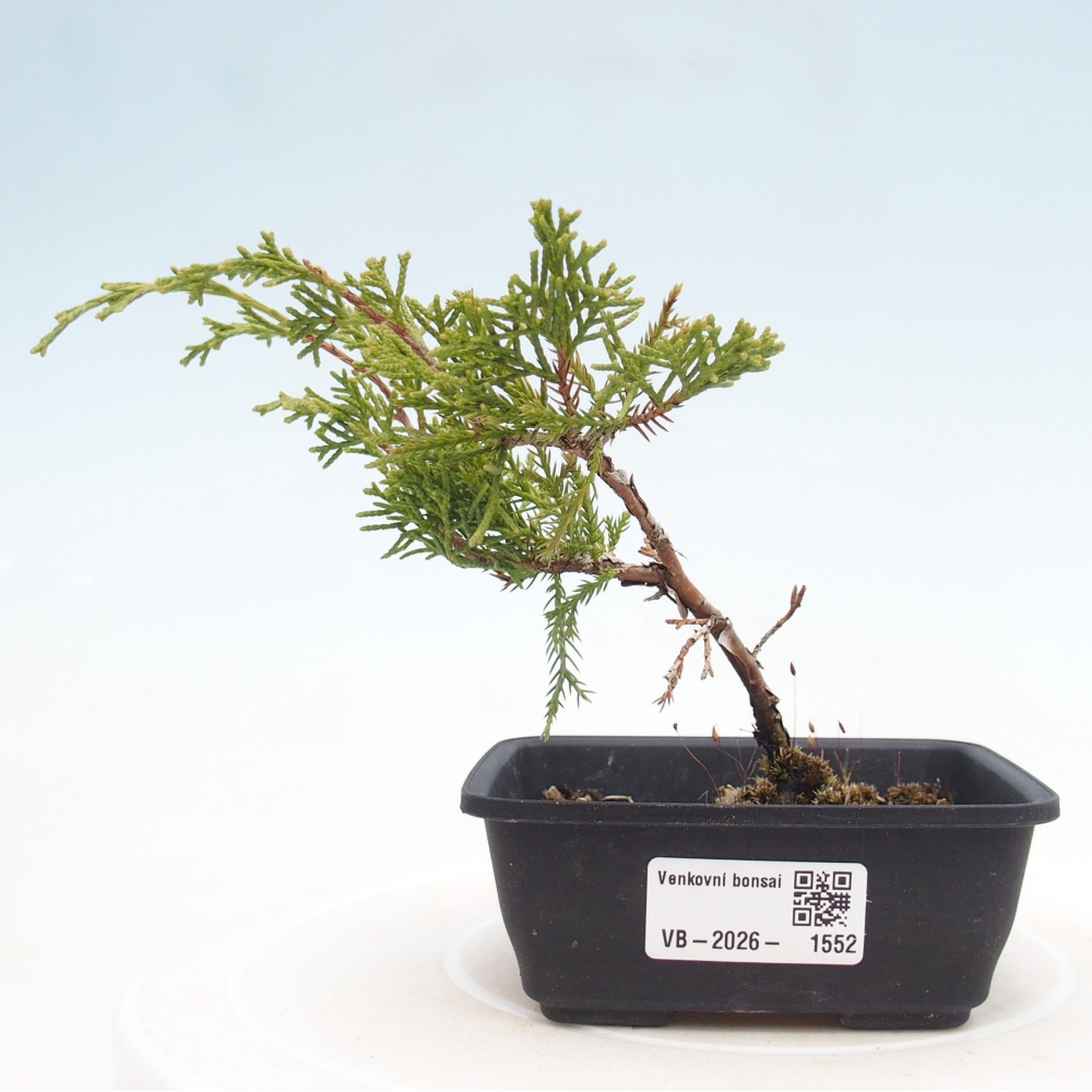 Vonkajší bonsaj - Juniperus chinensis Itoigawa