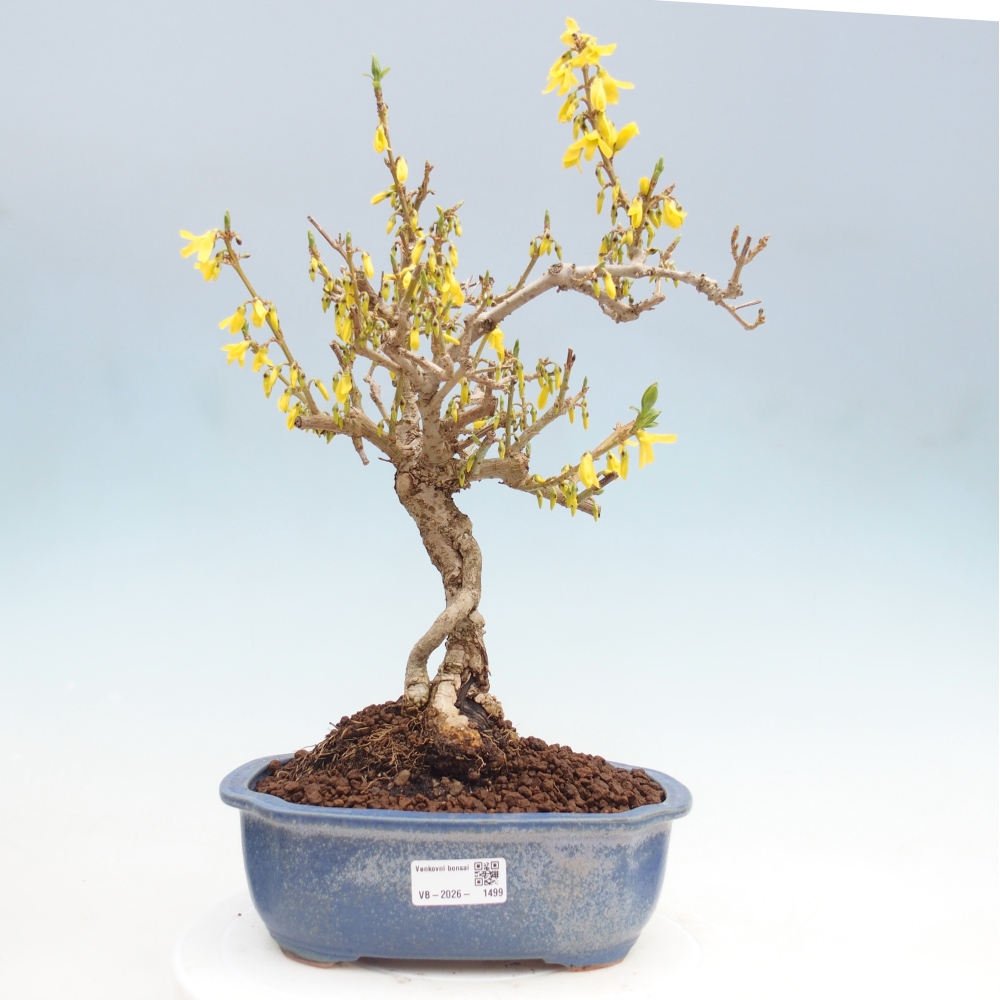 Vonkajšie bonsaje - Zlatice - Forsythia koreana