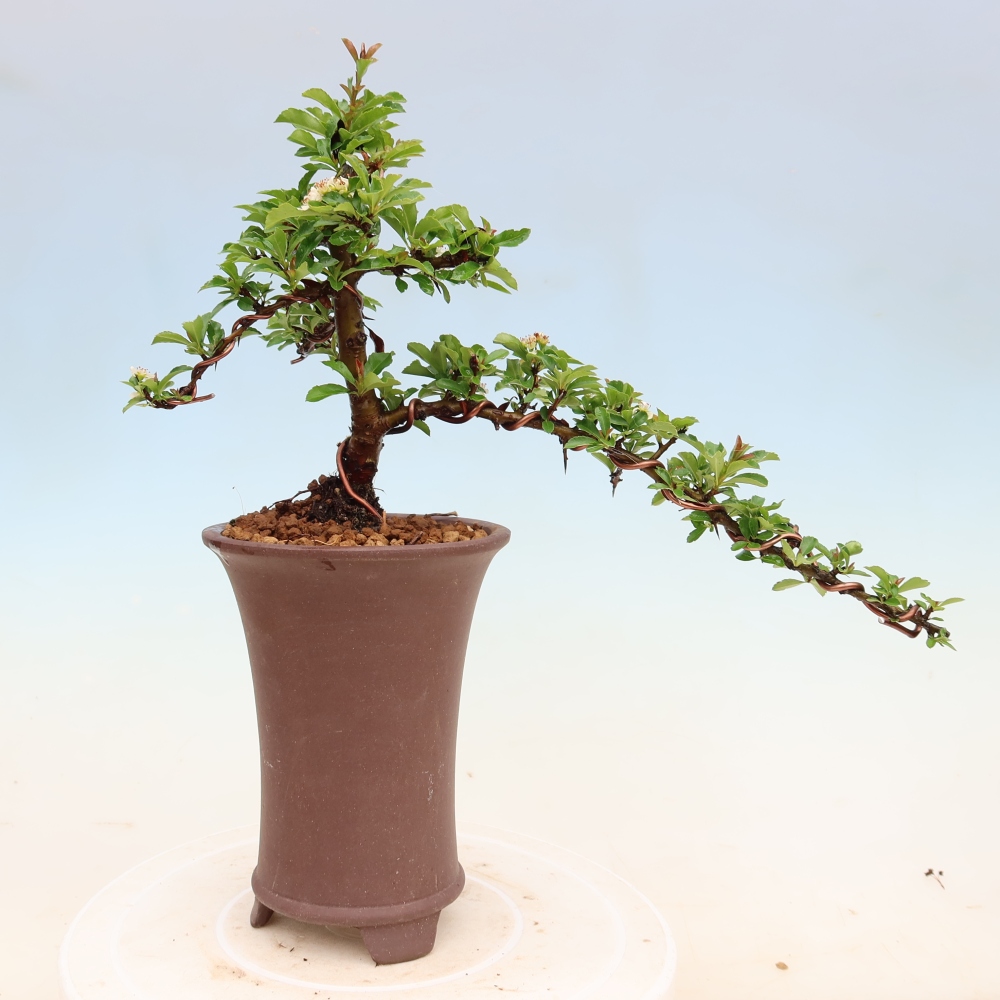 Vonkajší bonsai – Pyracantha teton – hlohovec šarlátový