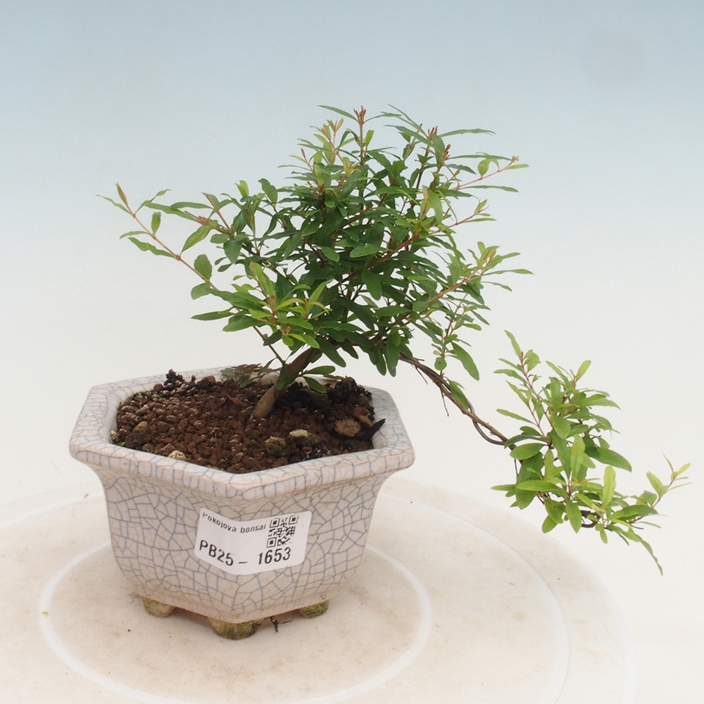 Izbová bonsai-Punic granatum -Granátové jablko