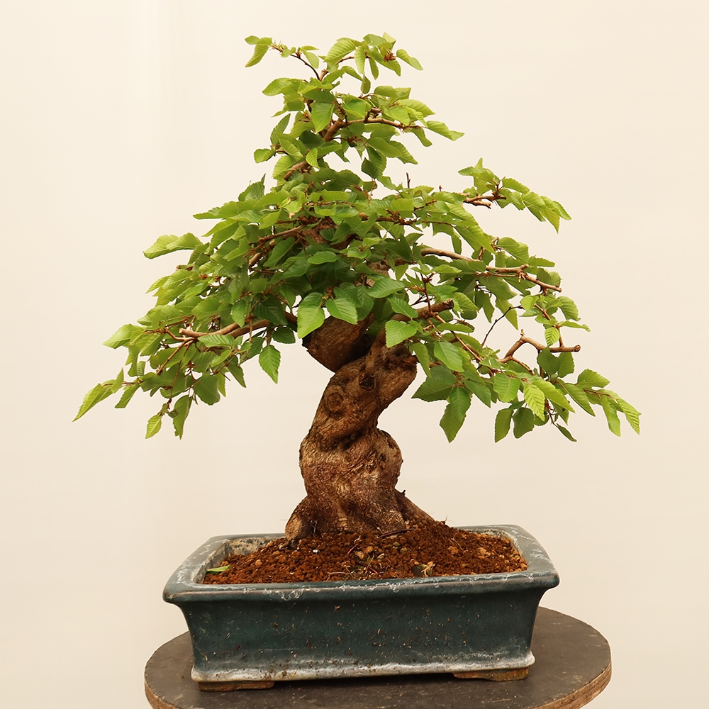 Vonkajší bonsai -Carpinus Coreana - Hrab kórejský