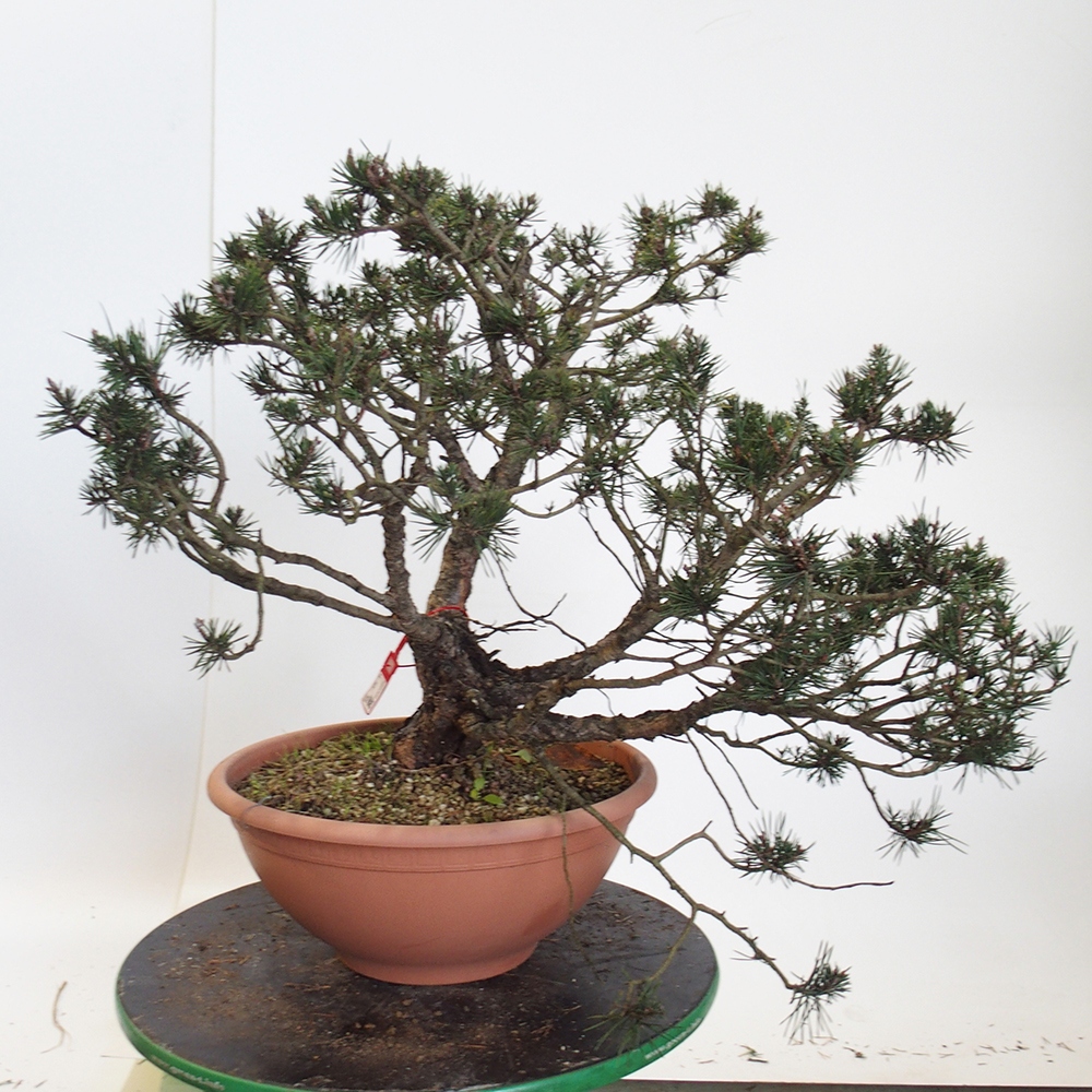 Yamadori - Pinus sylvestris Španielsko