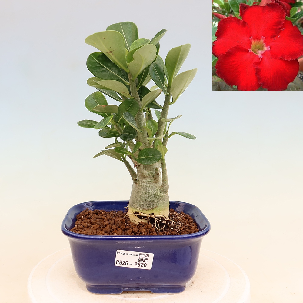 Izba bonsai – Adenium obesum Red Star – Púštna ruža