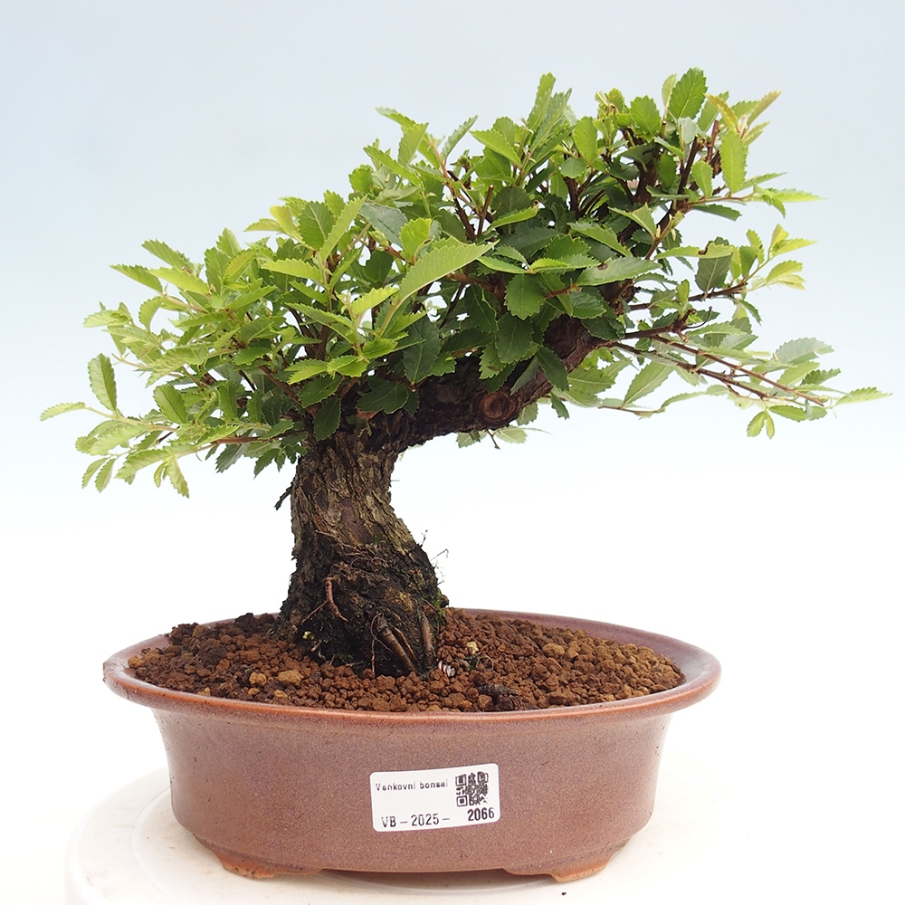 Vonkajšie bonsai - Zelkova - Zelkova Nirom