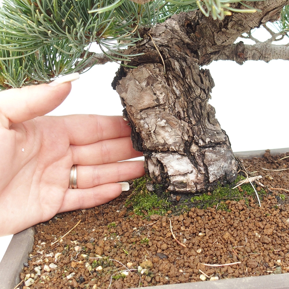 Vonkajšie bonsaje - Pinus parviflora - Pinus parviflora