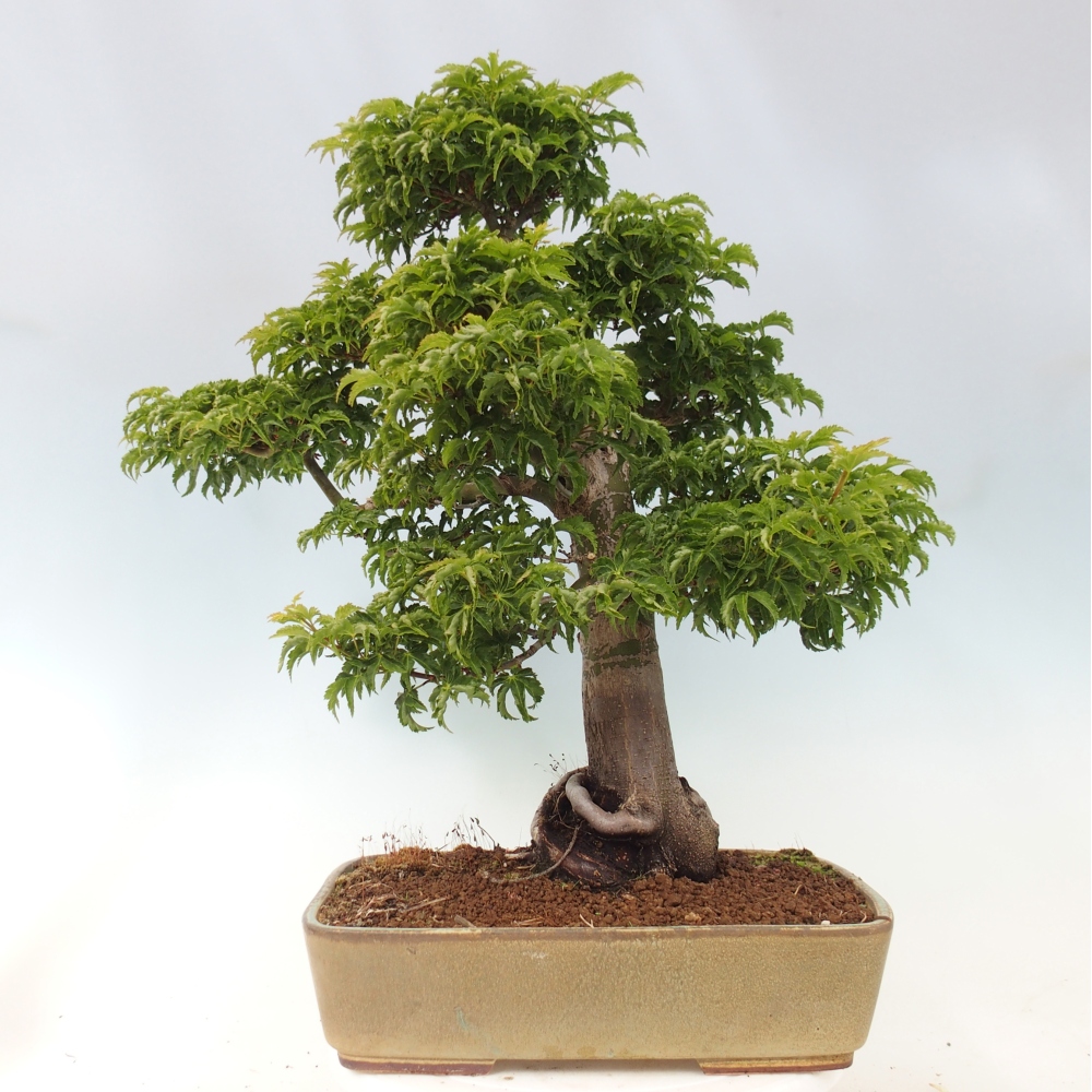 Vonkajšia bonsaj -Javorská palma Acer palmatum Shishigashira