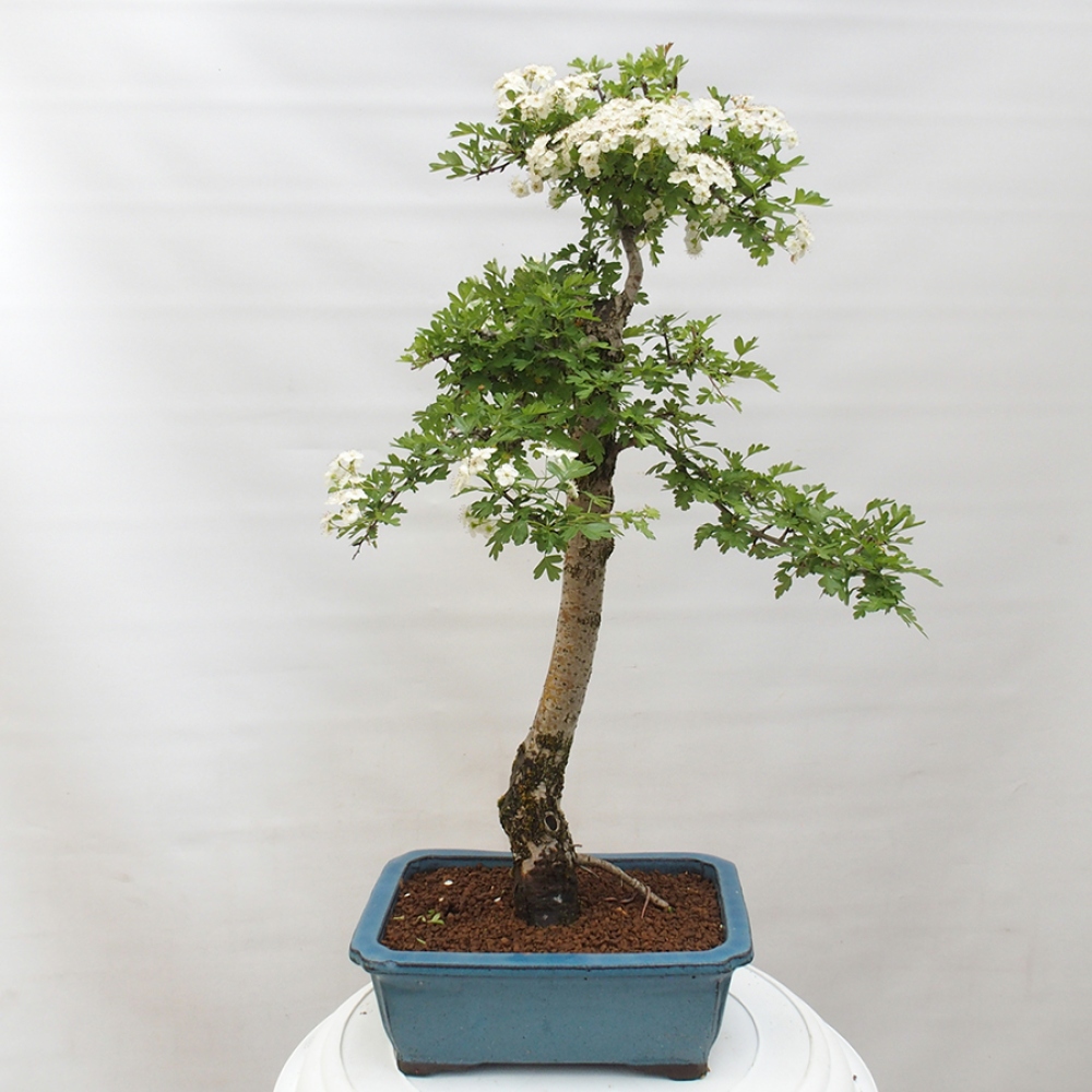 Vonkajší bonsai - Hloh - Crataegus monogyna