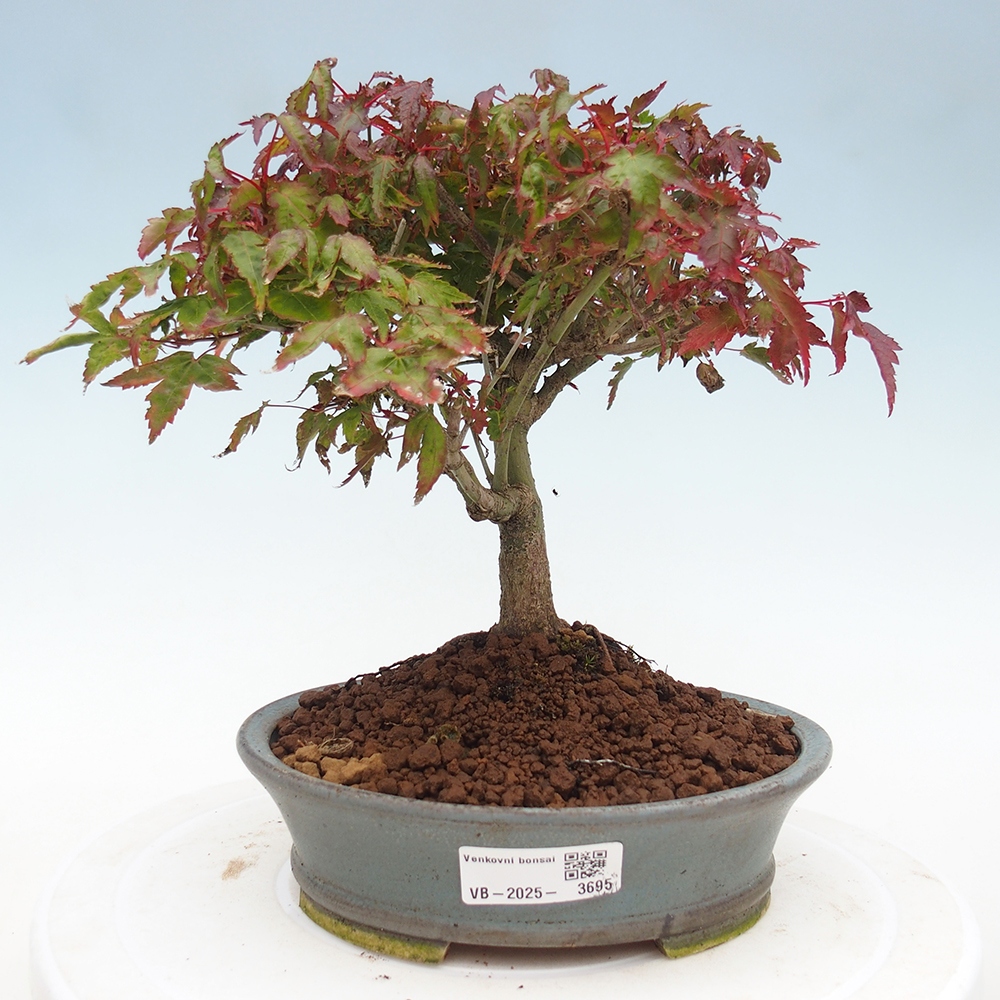 Acer palmatum KIOHIME - Javor palmetový