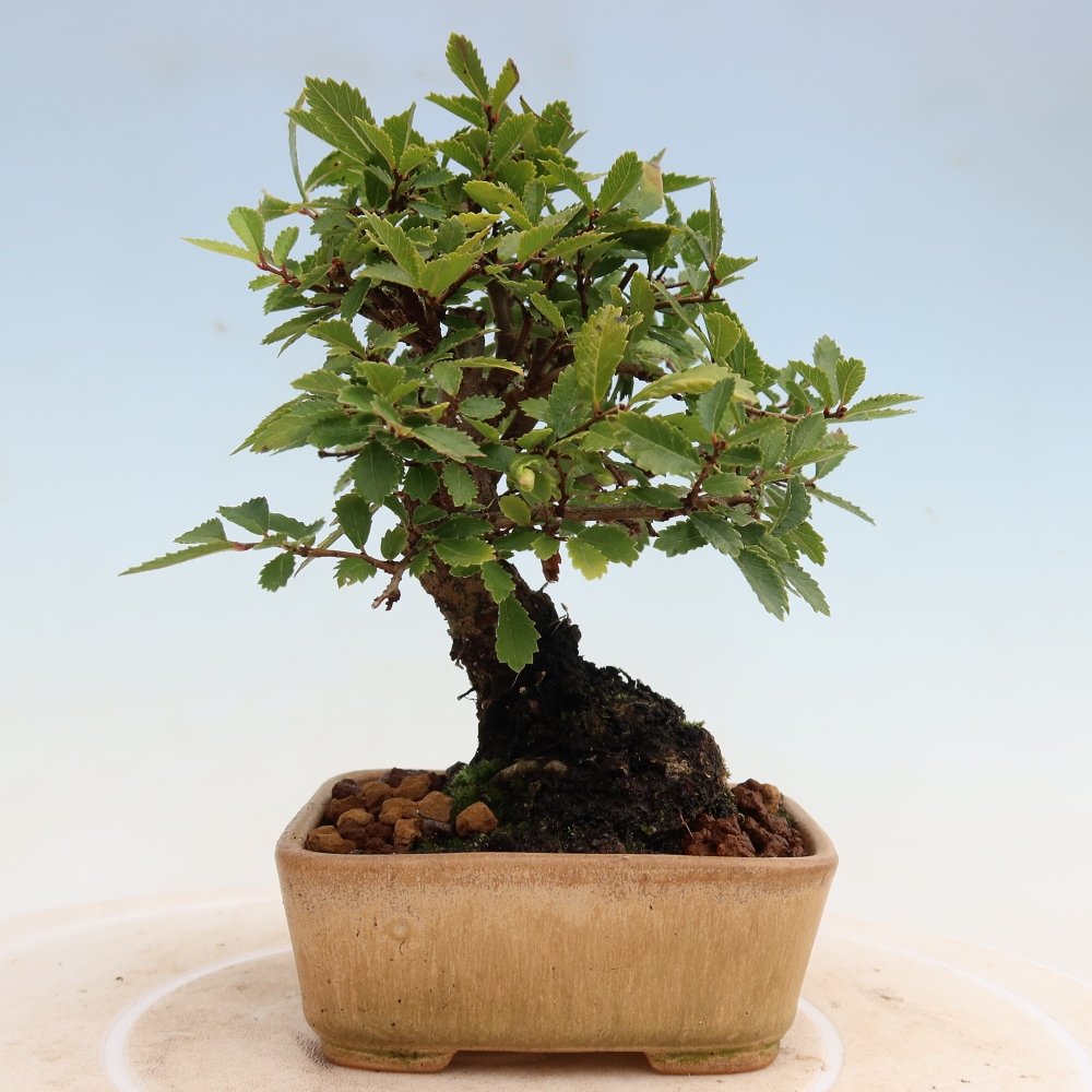 Vonkajšie bonsaje - Zelkova - Zelkova NIRE