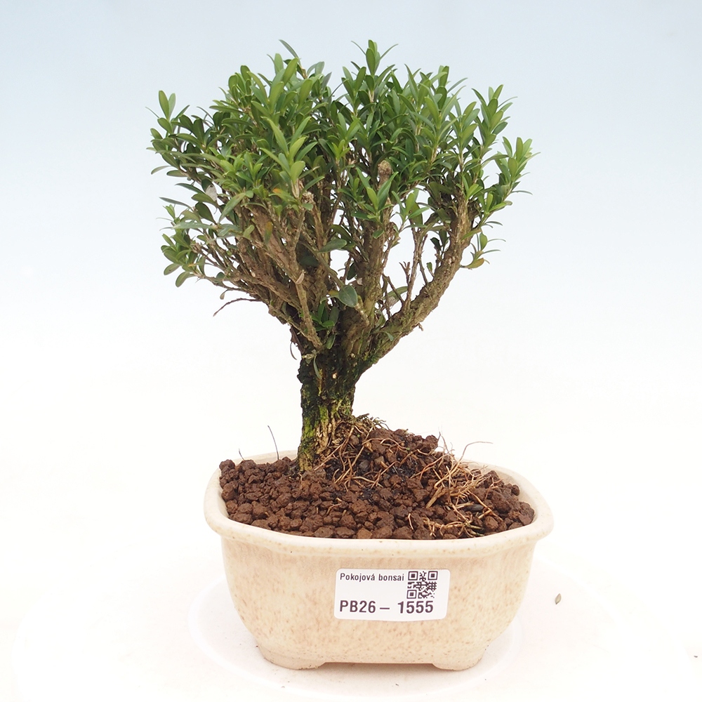 Izbové bonsaje - Buxus harlandii - korkový buxus