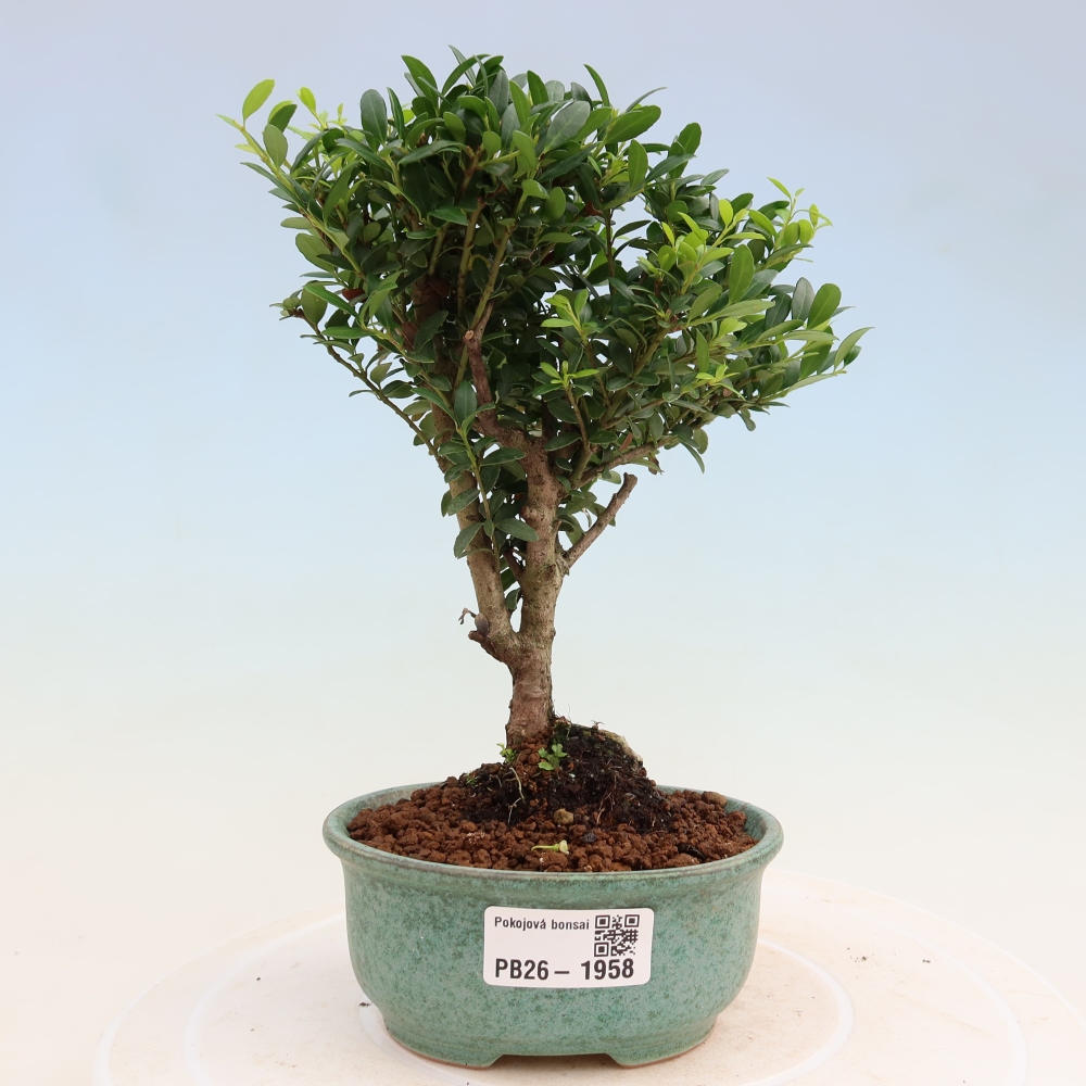 Izbový bonsaj - Ilex crenata - Cesmína
