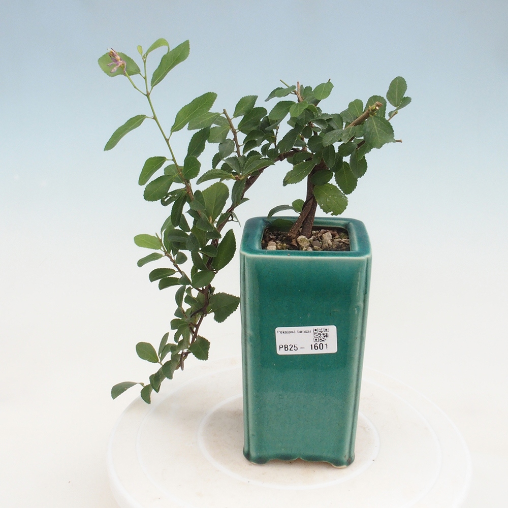 Izbová bonsai - Grewia occidentalis - Hviezdica levanduľová