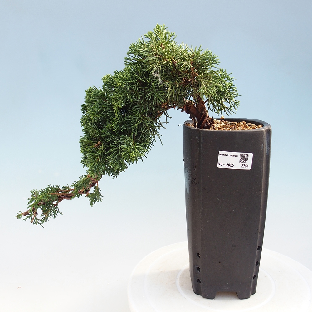 Vonkajší bonsai - Juniperus chinensis Kishu -Jalovec čínsky