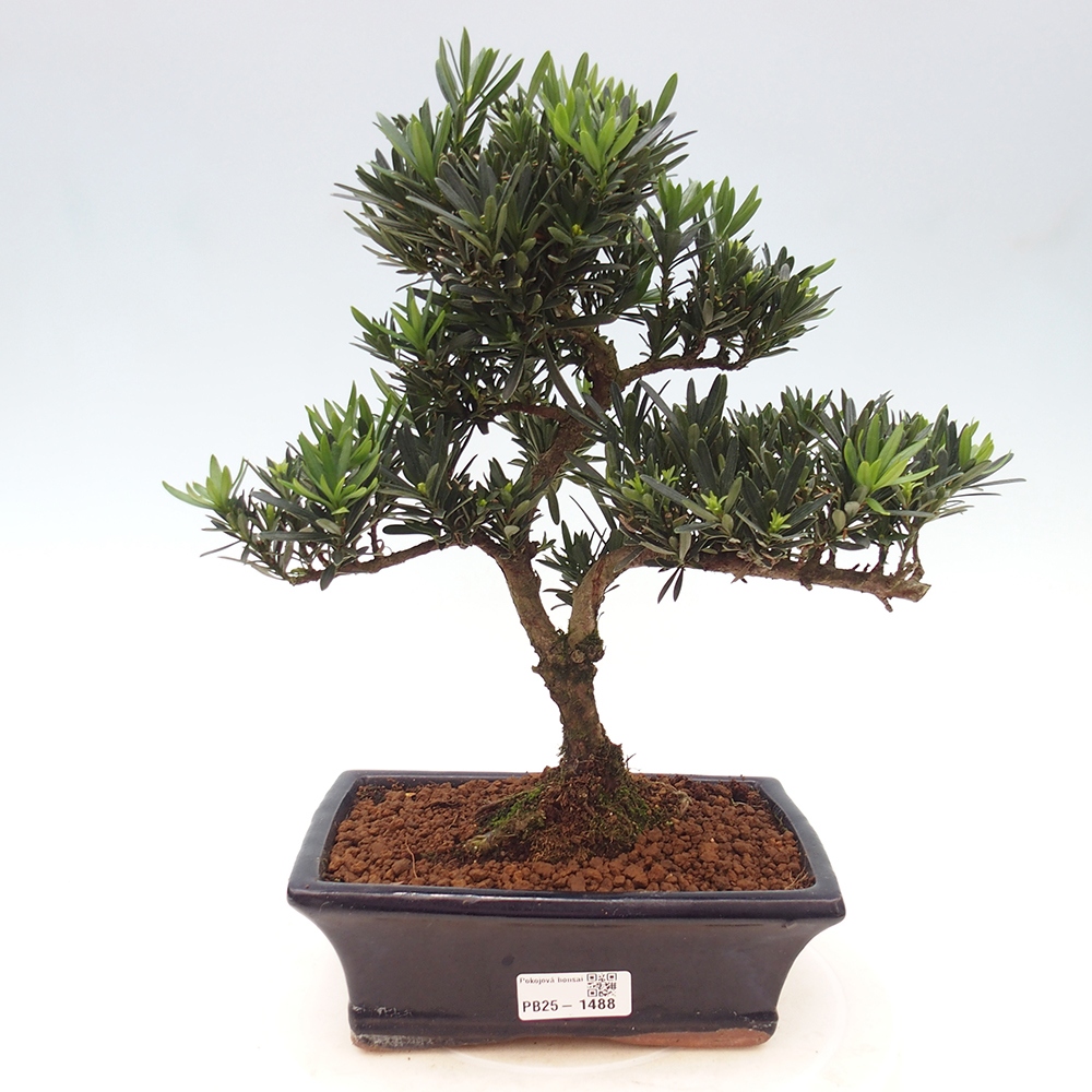 Izbová bonsai - Podocarpus - Kamenný tis