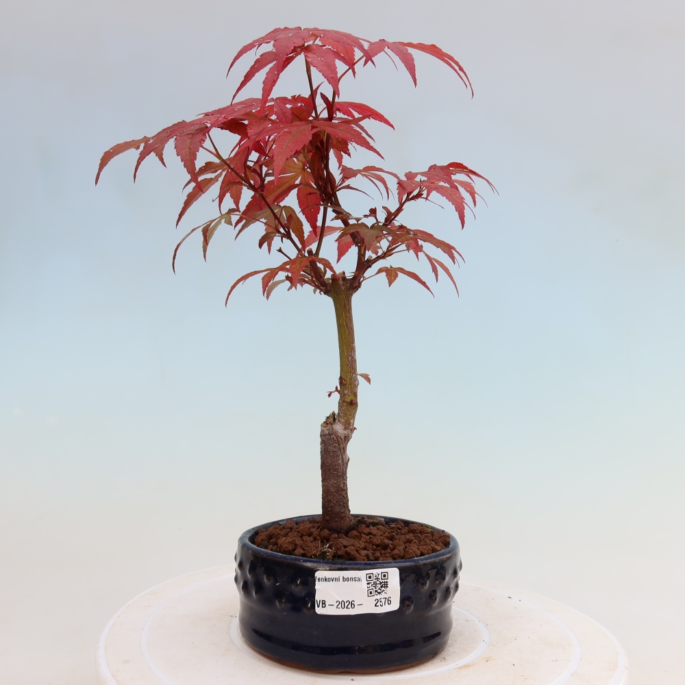 Vonkajšia bonsaj - palma Acer. Atropurpureum-Javor palmový
