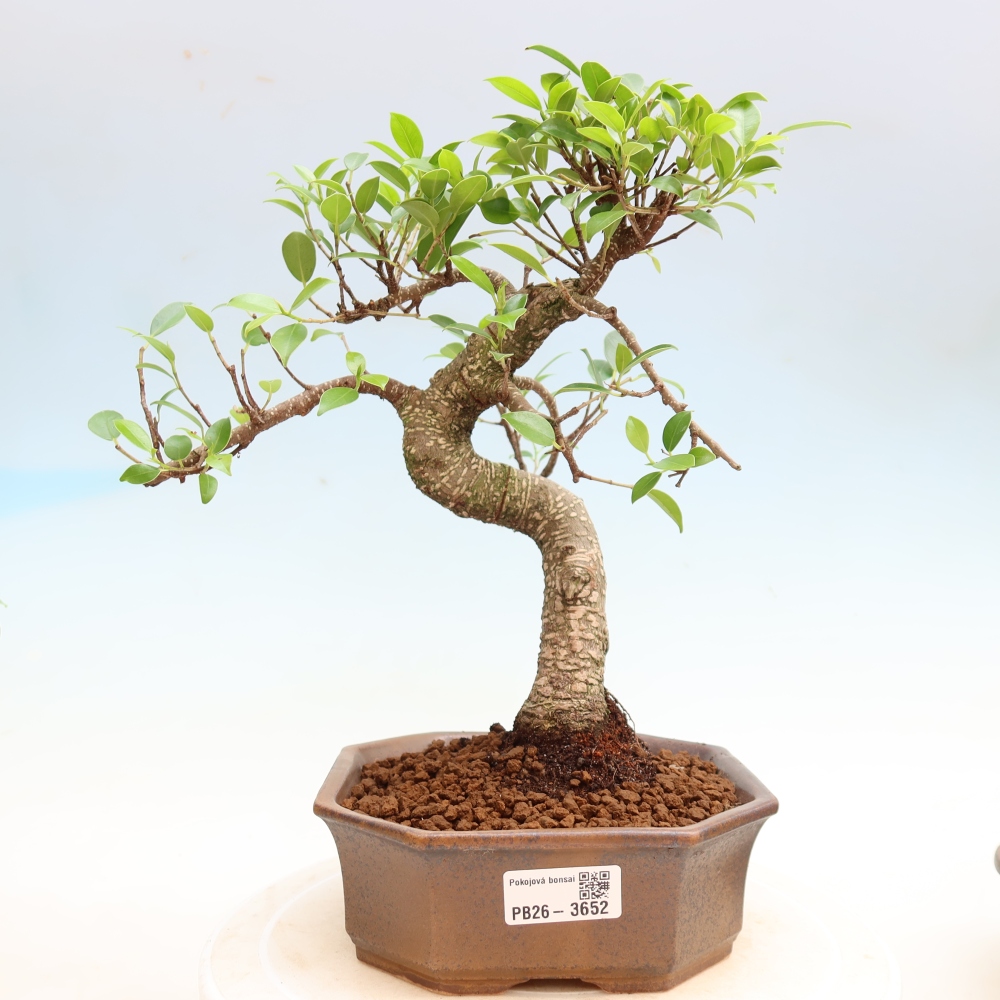 Izbové bonsaje - Ficus kimmen - drobnolistý fikus