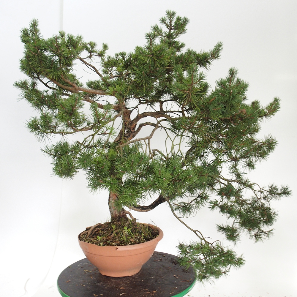 Yamadori - Pinus sylvestris Španielsko