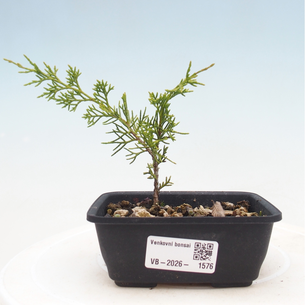 Vonkajší bonsaj - Juniperus chinensis Itoigawa