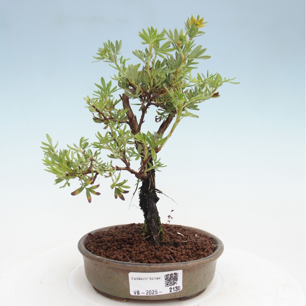 Vonkajšia bonsai-Nátržník krovitá - potentila fruticosa yellow Bird