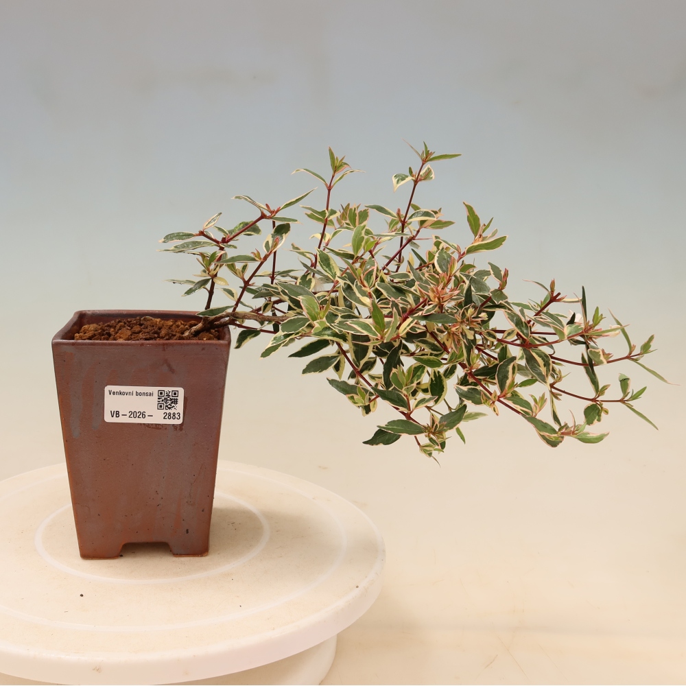 Vonkajší bonsai – Abelia gr. Confetti – Abélie veľkokvetá