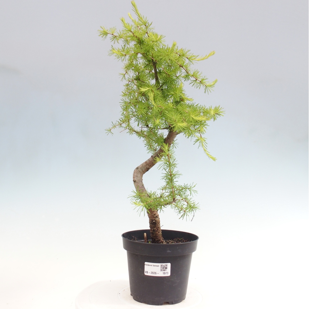 Vonkajšie bonsaje -Larix decidua - Smrekovec