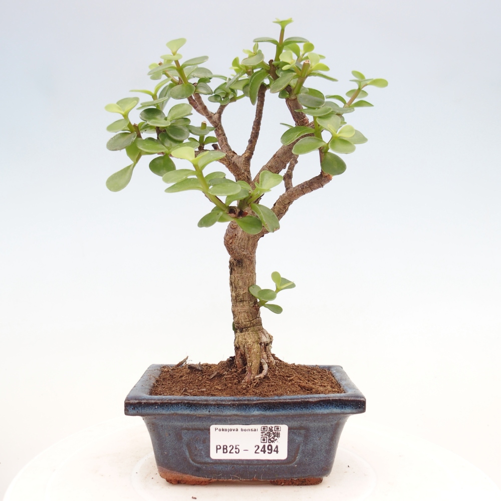 Izbová bonsai - Portulakaria Afra - Tlustice