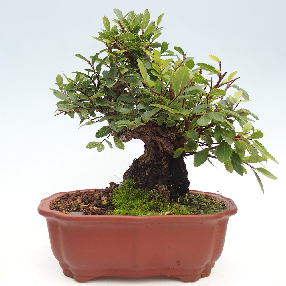 Vonkajšie bonsai - Zelkova - Zelkova serrata