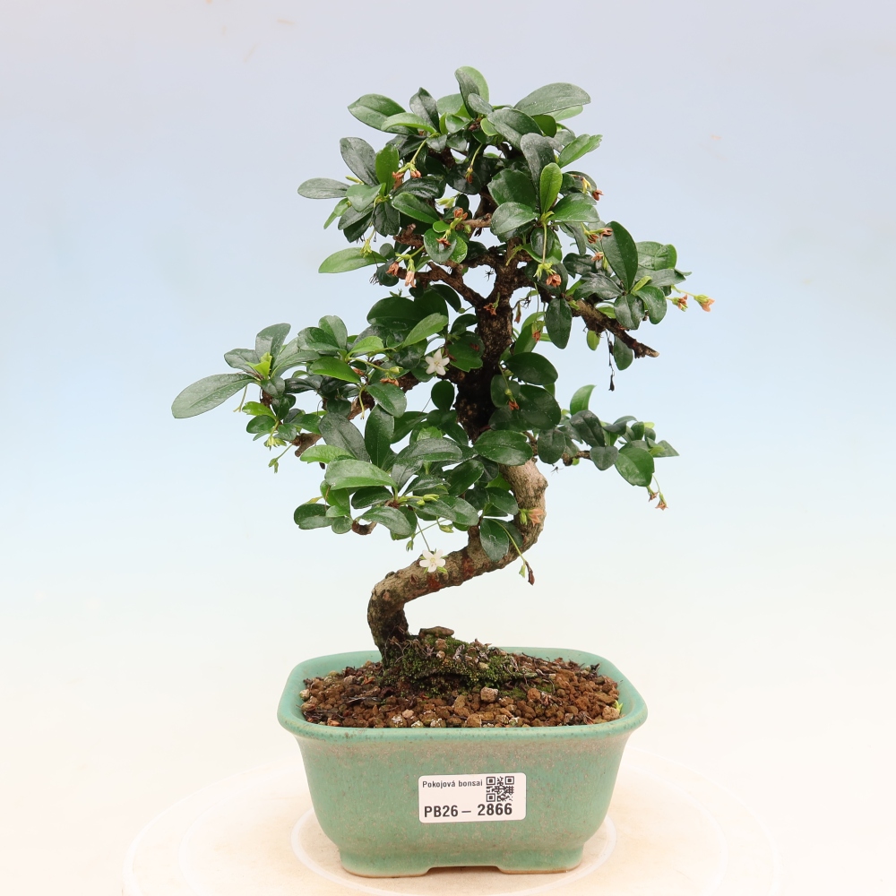 Izbové bonsaje - Carmona macrophylla - Tea fuki