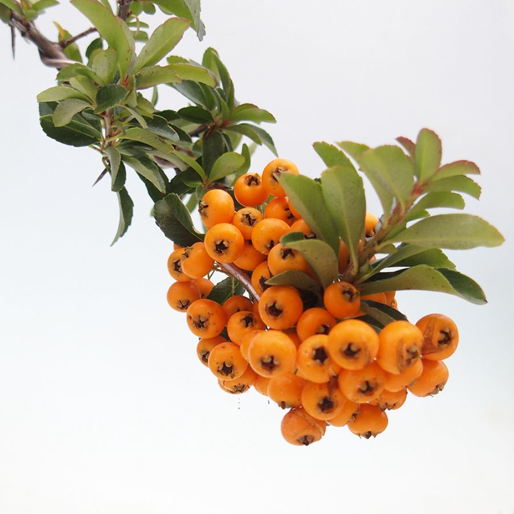 Vonkajšia bonsai-Pyracanta Teton -Hlohyně