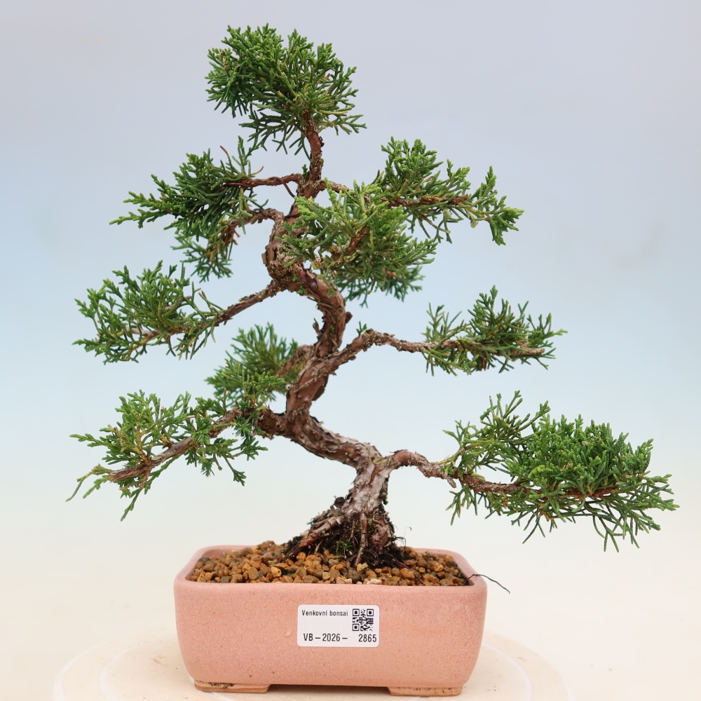 Vonkajší bonsaj - Juniperus chinensis Kishu