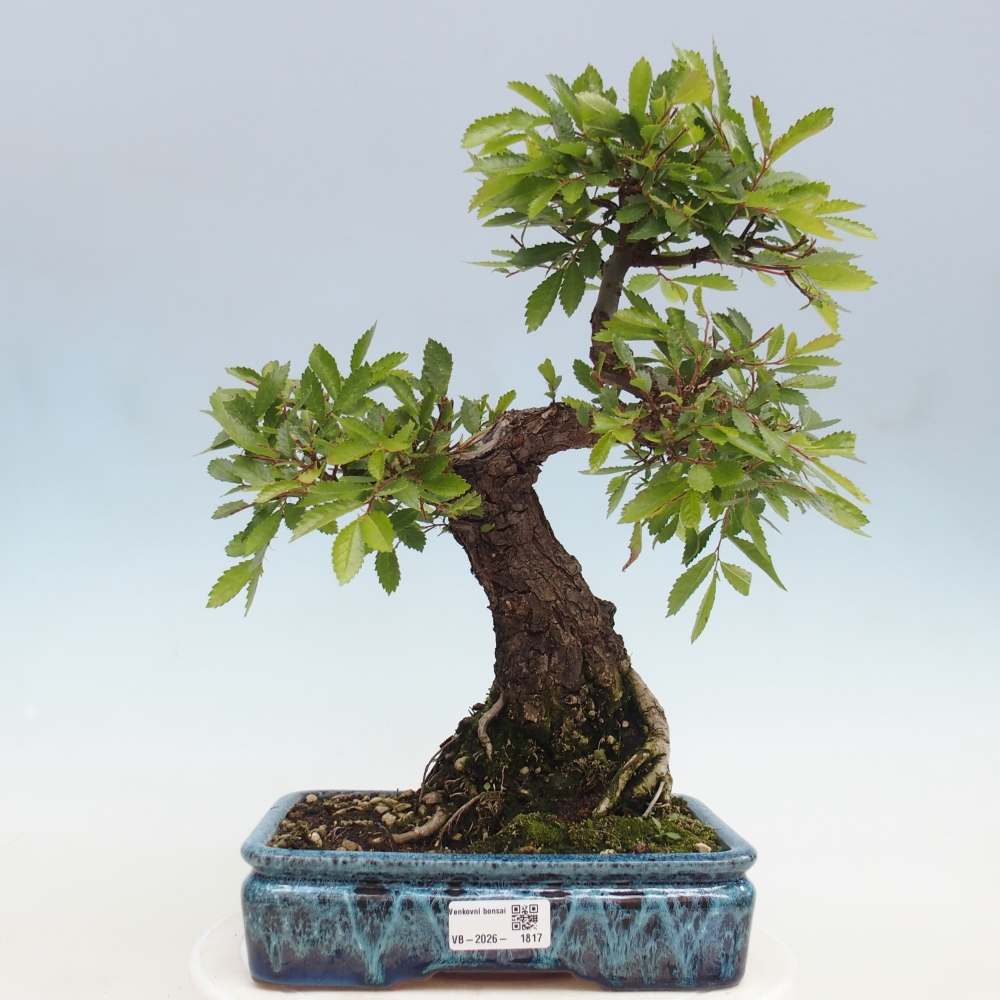 Vonkajšie bonsaje - Zelkova - Zelkova NIRE