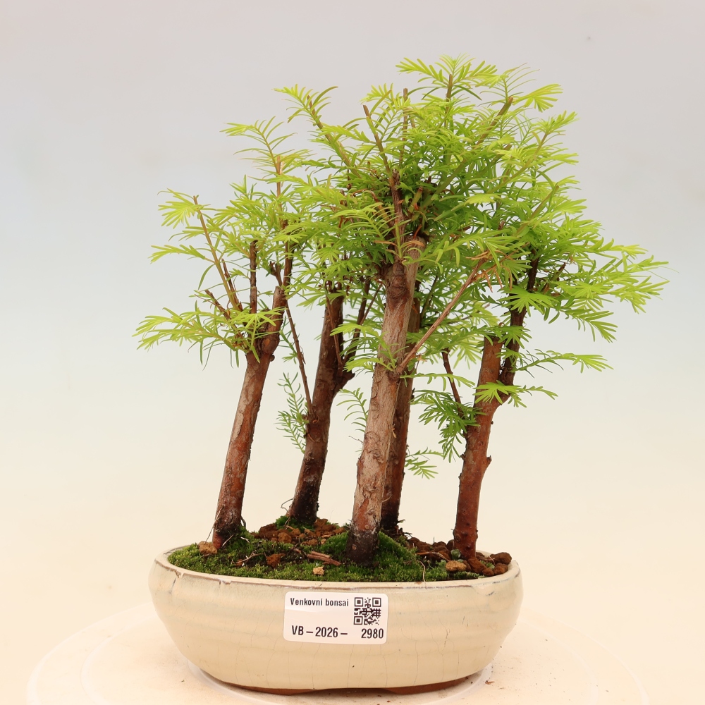 Vonkajší bonsai – Metasequoia glyptostroboides – čínska metasekvoja – hájik