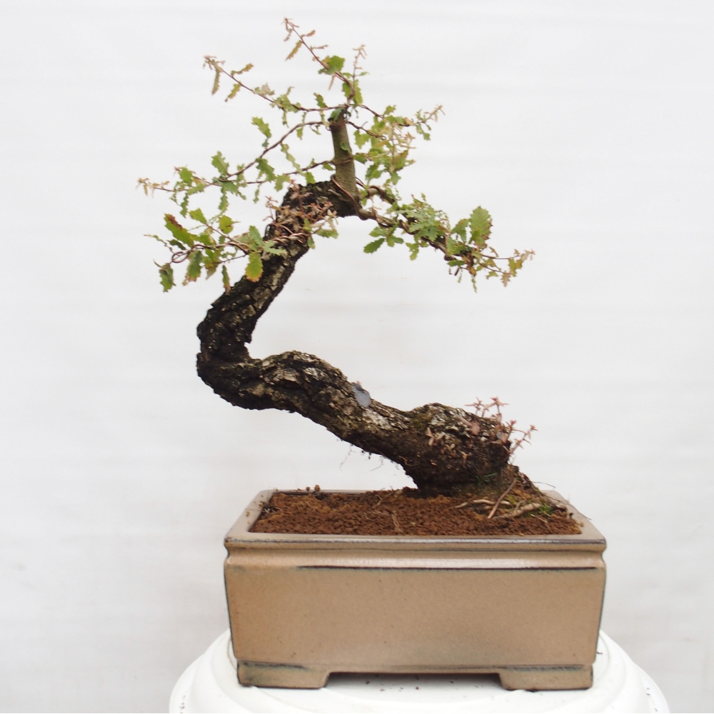 Yamadori - Quercus Ilex -Dub cezmínovitý