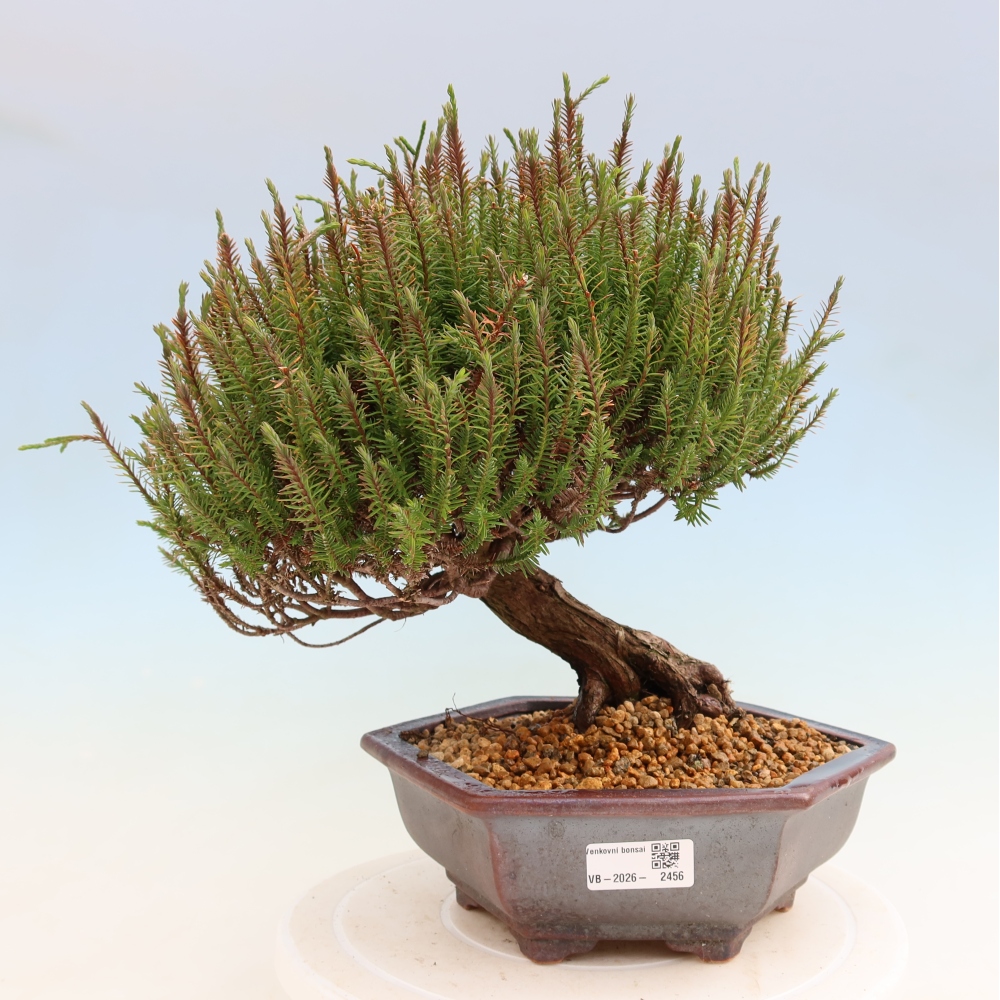 Vonkajšie bonsaje – Cryptomeria – kryptomérie