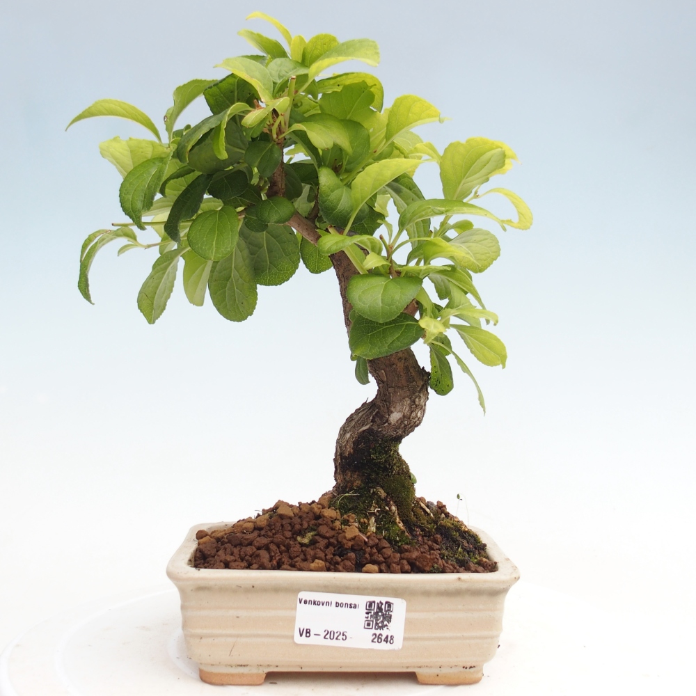 Vonkajšie bonsai - Celastrus Jesenec