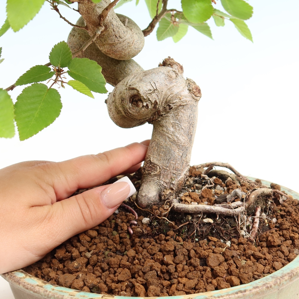 Vonkajší bonsaj -Carpinus coreana - Hrab kórejský