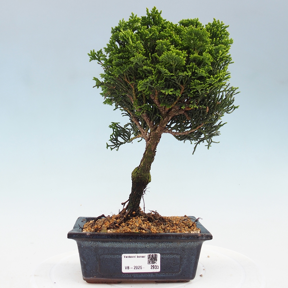 Vonkajšie bonsai - Cham.pis obtusa Nana Gracilis - Cypruštek