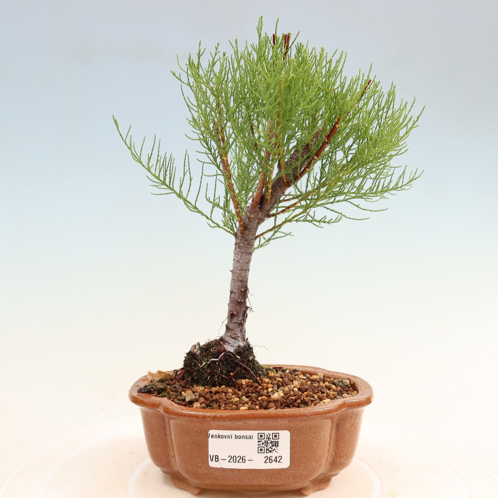 Vonkajšie bonsaje – Tamaryšek – Tamarix