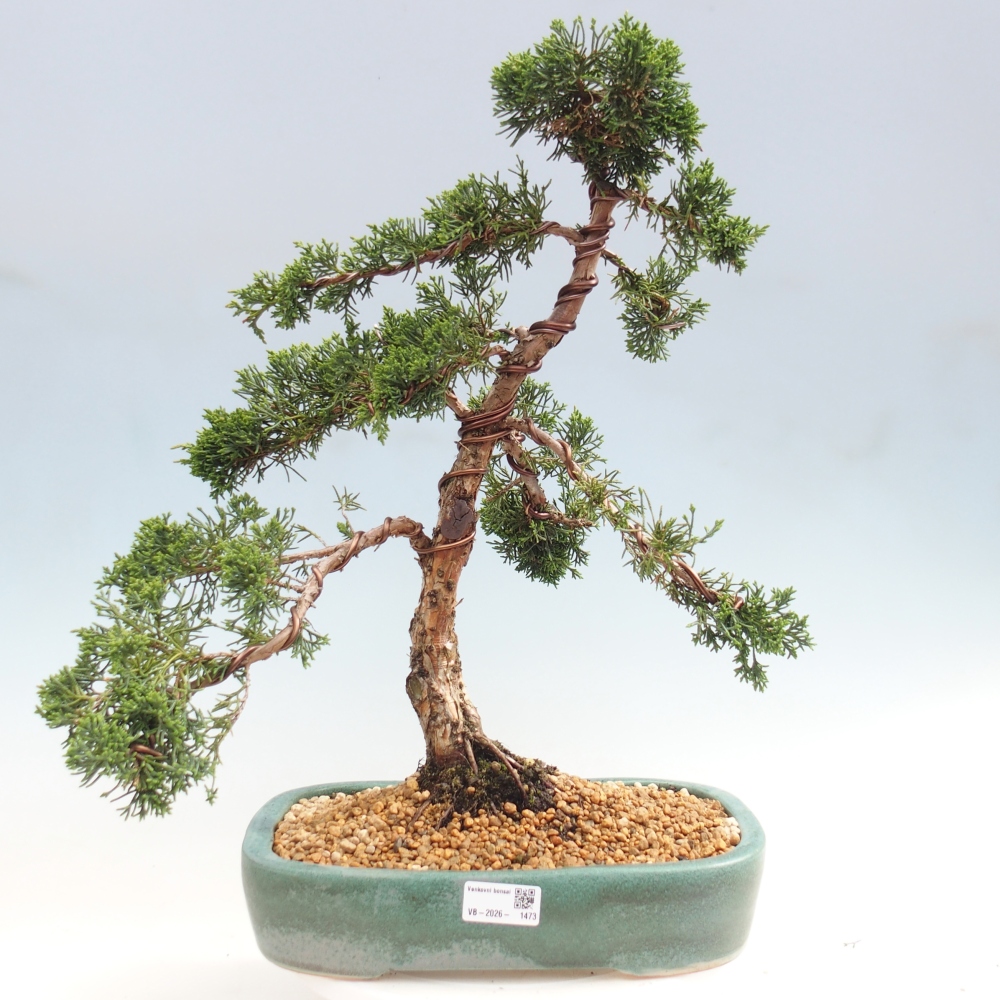Vonkajší bonsaj - Juniperus chinensis Kishu