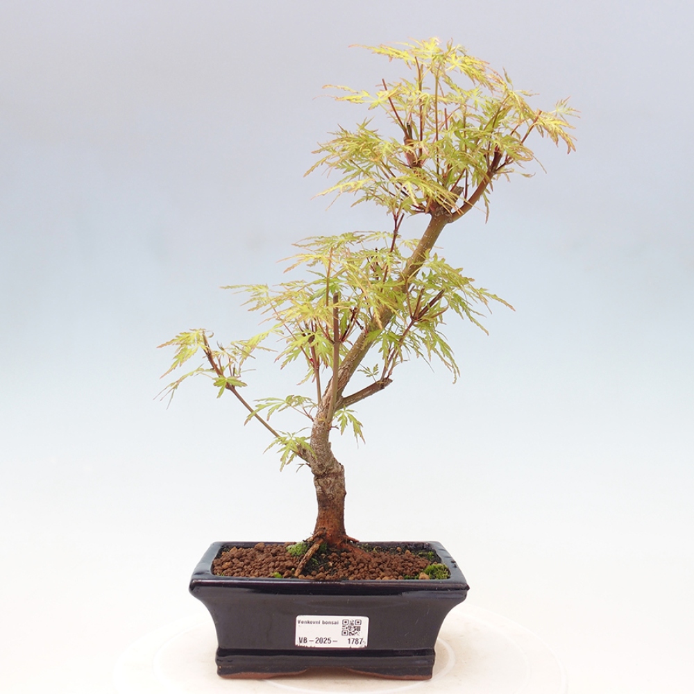 Vonkajšie bonsai - Acer palmatum Dissectum - Javor dlaňolistý 
