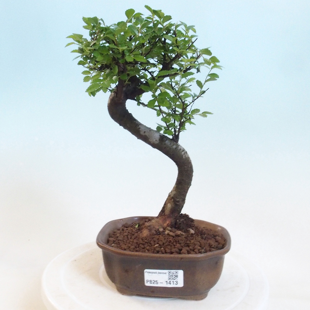 Izbová bonsai-malolistá brest 