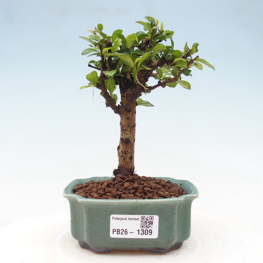 Izbové bonsaje - Carmona macrophylla - Tea fuki