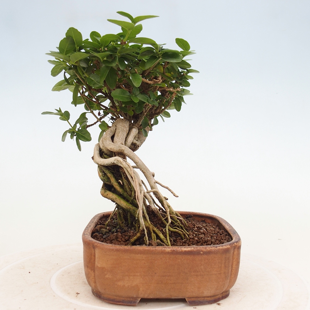 Izbová bonsai - Premna serratifolia - Kozlovoň malolistá