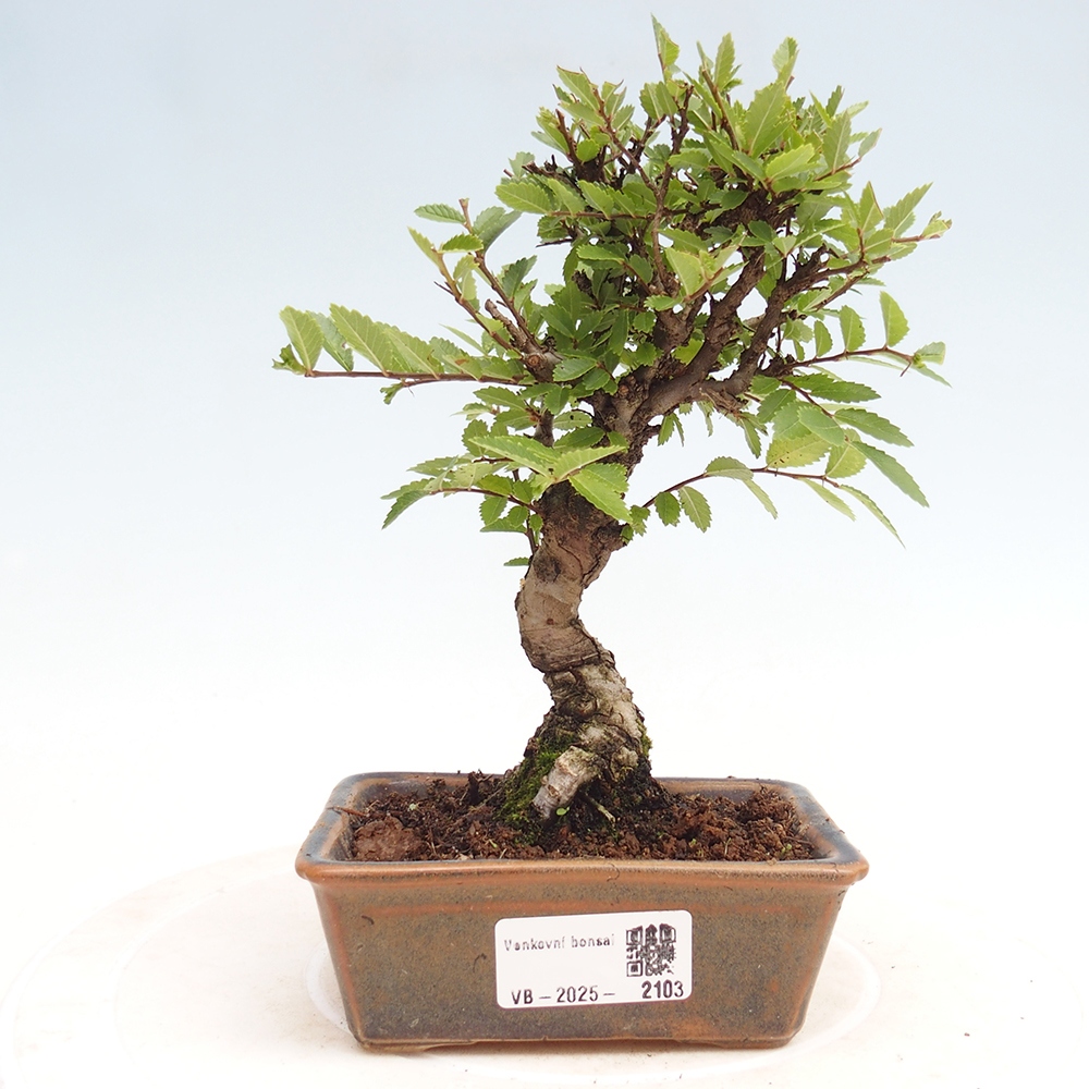 Vonkajšie bonsai - Zelkova - Zelkova Nirom